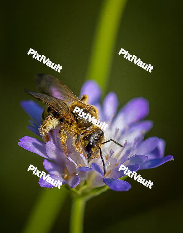 Bee on lavender flower